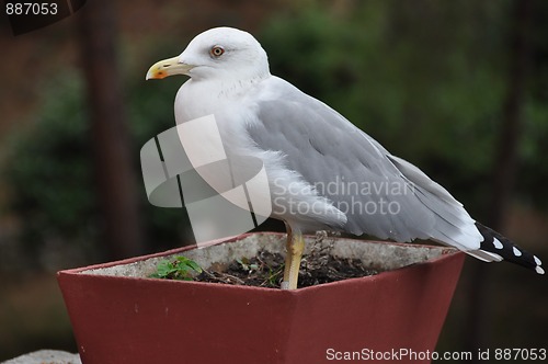 Image of Seagull in flower pot