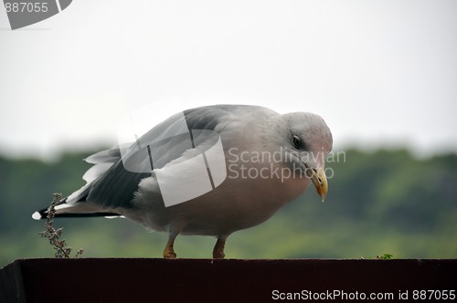 Image of Seagull in flower pot