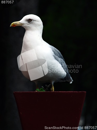 Image of Seagull in flower pot