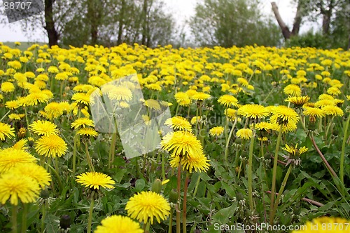 Image of Dandelion Field