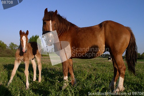 Image of Two Horses