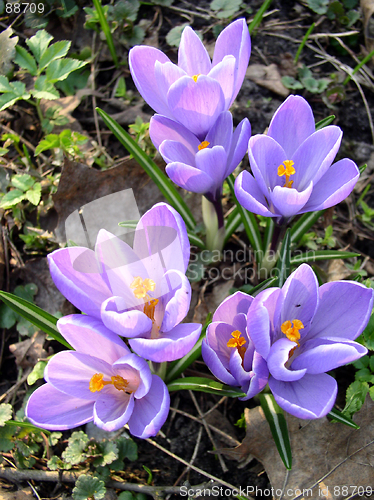 Image of Crocus