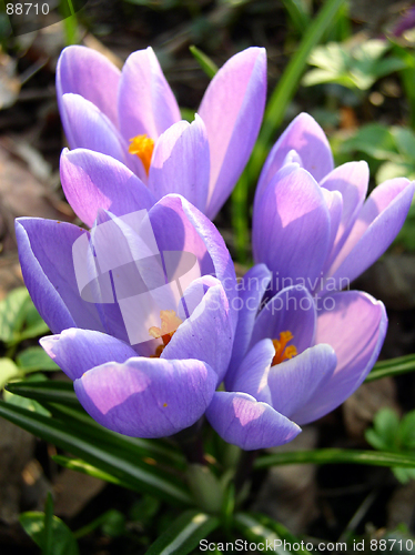 Image of Crocus