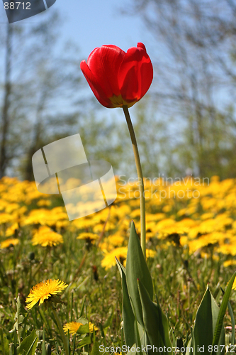 Image of Tulip and Dandelions