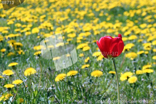 Image of Tulip and Dandelions