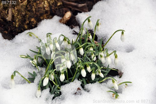 Image of Snowdrops in spring