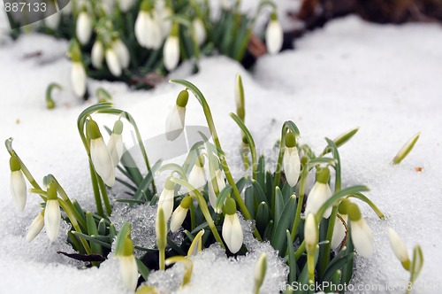 Image of Snowdrops in spring