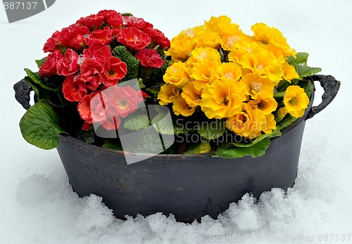 Image of Spring flowers in snow