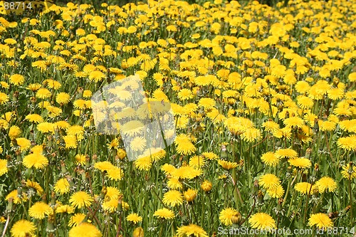 Image of Dandelion Field