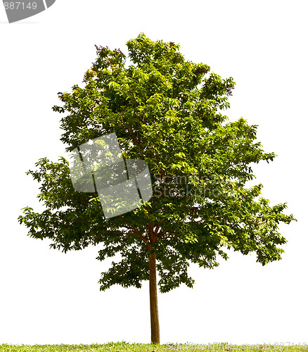 Image of Small tree