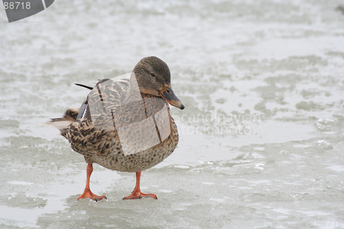 Image of Duck