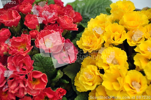 Image of Spring flowers in snow