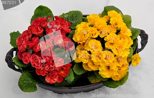 Image of Spring flowers in snow