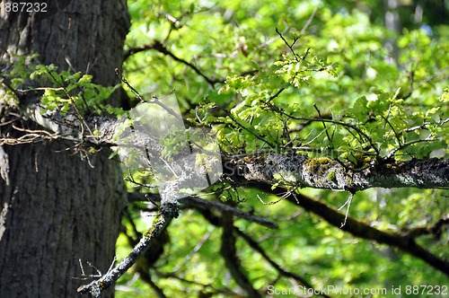 Image of Spring oak leaves