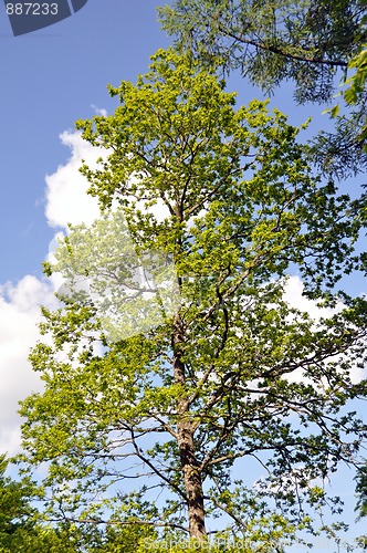 Image of Large trees in spring