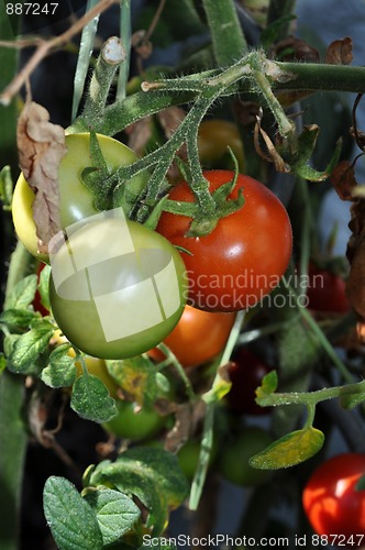 Image of Tomato plant