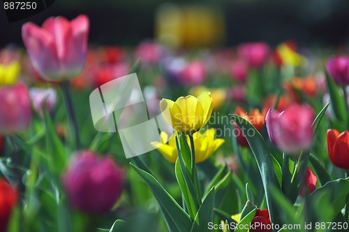 Image of Tulip field