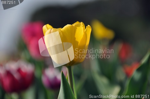 Image of Tulip field