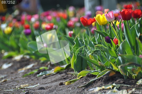 Image of Tulip field