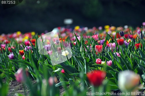 Image of Tulip field