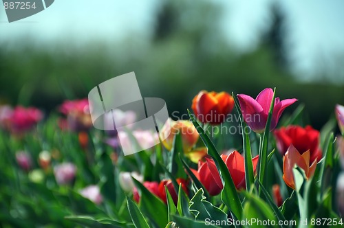 Image of Tulip field