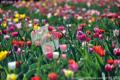 Image of Tulip field