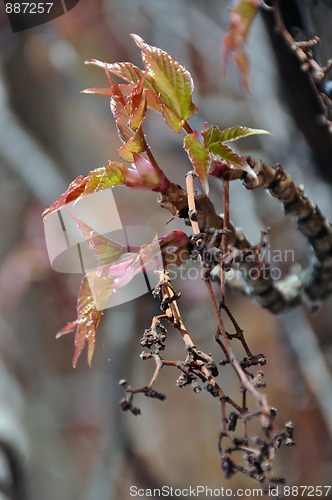 Image of Virginia creeper blossoming in spring