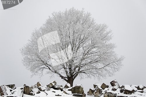 Image of Winter scenario - tree and ruins