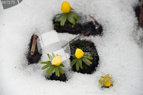 Image of Winter aconites in spring