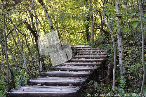 Image of Boardwalk in forest, autumn