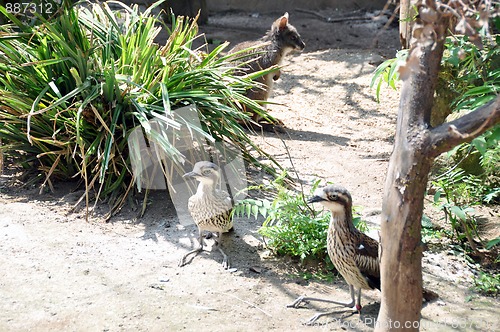 Image of Australian wildlife