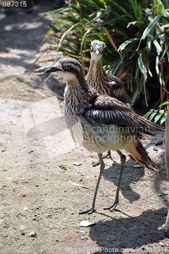 Image of Curlew pair