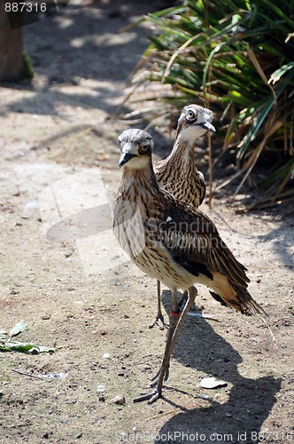 Image of Curlew pair