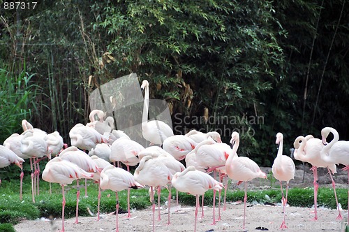 Image of Group of flamingos