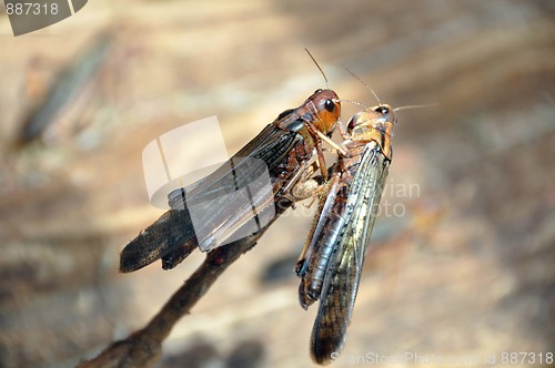 Image of Grasshoppers mating