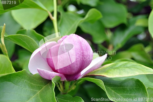 Image of Magnolia blossom