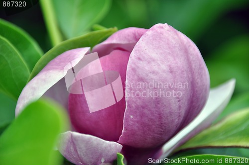 Image of Magnolia blossom