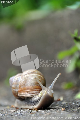 Image of Grapewine snail on pavement