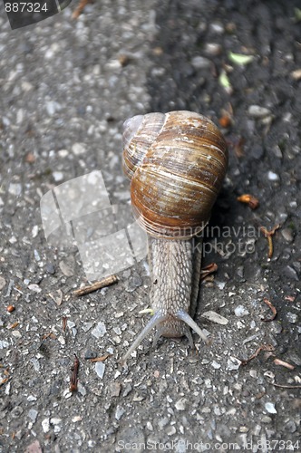 Image of Grapewine snail on pavement