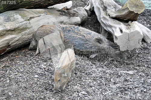 Image of Wild boar pig family