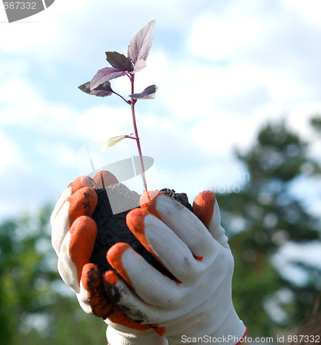 Image of plant in a hands