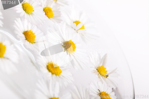 Image of Daisy Flowers with Dewdrops