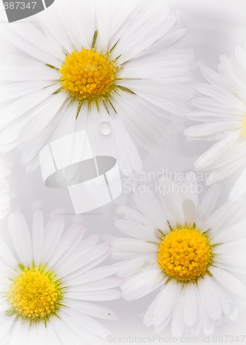 Image of Daisy Flowers with Dewdrops