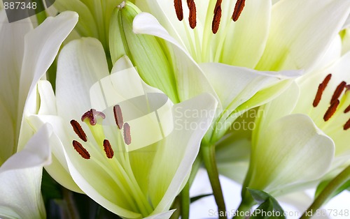 Image of White Lily