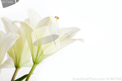 Image of White Lily