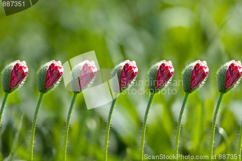 Image of Corn Poppy Flowers Papaver rhoeas