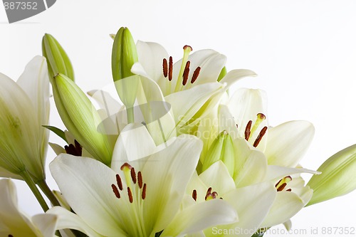 Image of White Lily