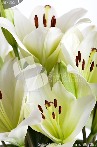 Image of White Lily