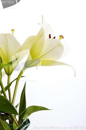 Image of White Lily