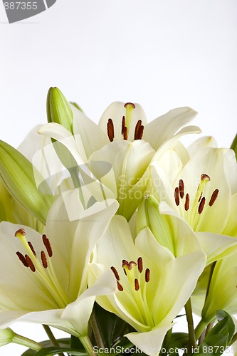 Image of White Lily